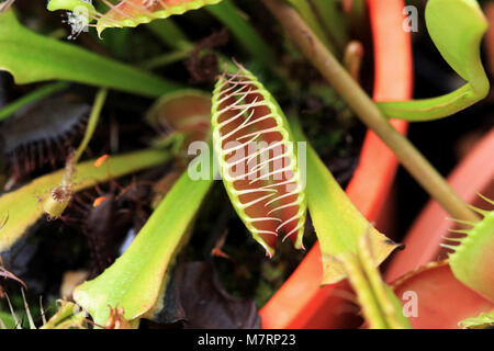 In der Nähe von Venus Fliegenfalle Dionaea muscipula oder als bekannt Stockfoto