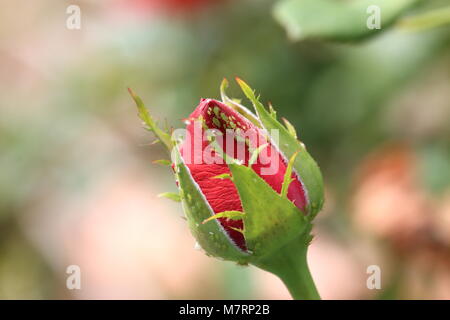 Nahaufnahme von Macrosiphum rosae oder bekannt als grüne Blattläuse auf Rosebud Stockfoto