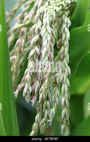 Glas Perle Mais Mais Blumen hautnah Stockfoto