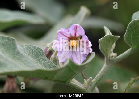 Makroaufnahme einer Blume Aubergine oder aubergine Stockfoto