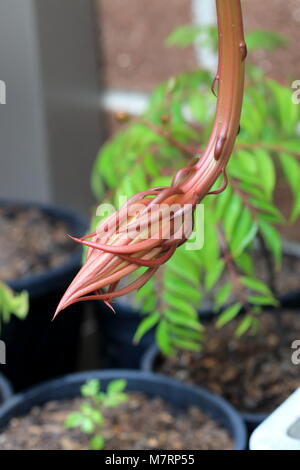 Epiphyllum oxypetalum oder auch als Königin der Nacht Orchid Cactus flower Bud bekannt Stockfoto