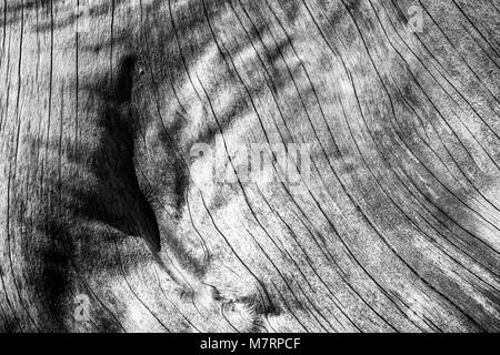 Der Holzoberfläche und alten Baum ausgesetzt - Holz-Hintergrund und Textur - Risse und Falten der klassischen getrocknetes Holz. Monochrom, schwarz und weiß. Stockfoto