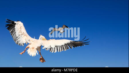 Pelikan verfolgt eine Möwe, weil der Eifersucht über Fisch und Lebensmittel. Vogel Tier Kampf in der Luft. Stockfoto