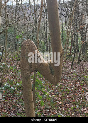 Baum im Olchfa Woods, Swansea, Wales, Großbritannien Stockfoto