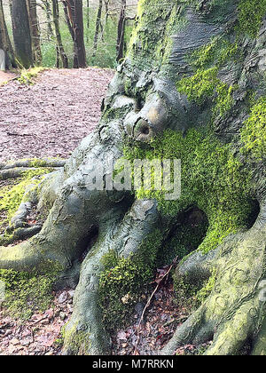 Baum im Olchfa Woods, Swansea, Wales, Großbritannien Stockfoto