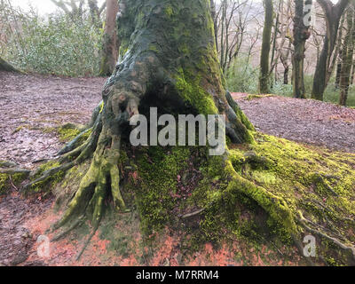 Baum im Olchfa Woods, Swansea, Wales, Großbritannien Stockfoto