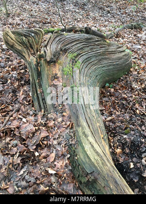 Gefällten Bäumen verrotten in Olchfa Woods, Swansea, Wales, Großbritannien Stockfoto