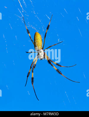 Eine Banane Spinne sitzt in der schönen aber tödlichen Kunstwerk. Stockfoto