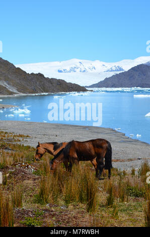 Steffen Gletscher in Campo de Hielo Sur (südliche patagonische Eisfeld), chilenischen Patagonien Stockfoto