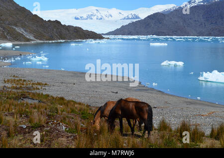 Steffen Gletscher in Campo de Hielo Sur (südliche patagonische Eisfeld), chilenischen Patagonien Stockfoto