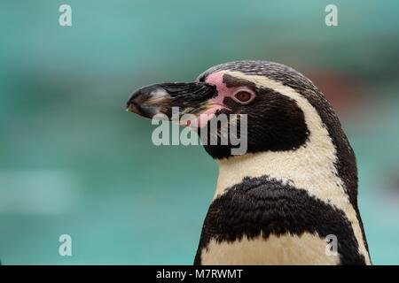 Nahaufnahme Kopf geschossen eines Humboldt Pinguin Stockfoto