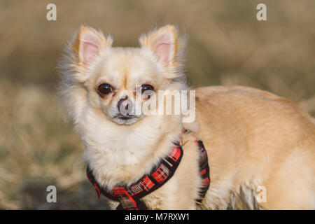 Süße Langhaarige beige Chihuahua Hund spielen in das Feld ein. Adorable Hund posieren. Porträt Stockfoto