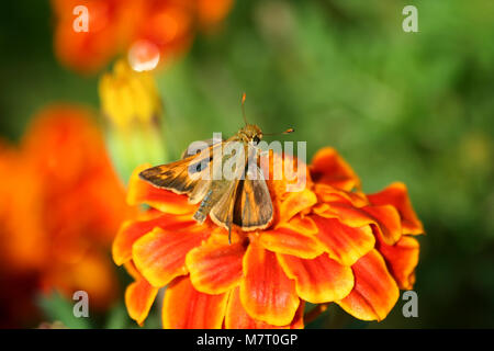 Ein Kolibri Motte auf einer Ringelblume Stockfoto