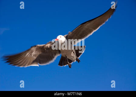 Heermann Möwe im Flug, Moonlight State Beach, Kalifornien Stockfoto