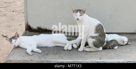 Heimatlose Katzen auf konkrete Sitzbank Stockfoto