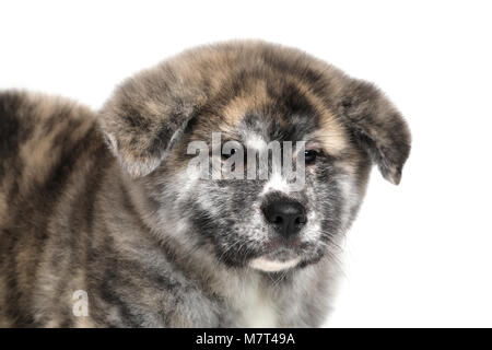 Junge Acita - Schäferhund Welpe Hund auf dem weißen Hintergrund Stockfoto