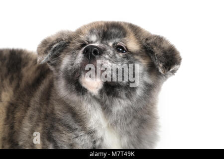 Junge Acita - Schäferhund Welpe Hund auf dem weißen Hintergrund Stockfoto