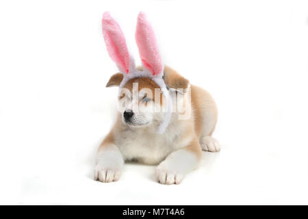 Junge Acita - Schäferhund Welpe Hund auf dem weißen Hintergrund Stockfoto