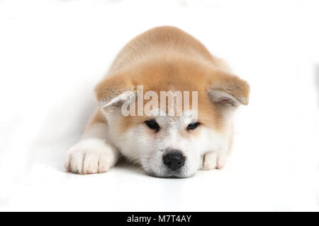 Junge Acita - Schäferhund Welpe Hund auf dem weißen Hintergrund Stockfoto