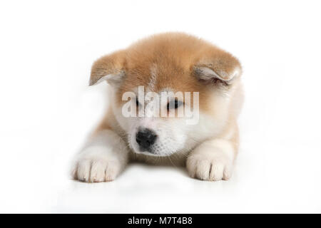 Junge Acita - Schäferhund Welpe Hund auf dem weißen Hintergrund Stockfoto