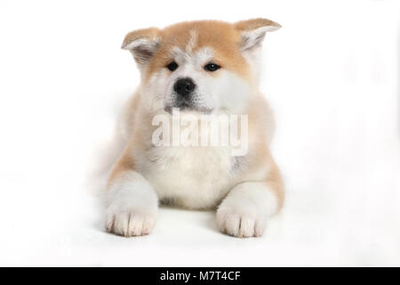 Junge Acita - Schäferhund Welpe Hund auf dem weißen Hintergrund Stockfoto