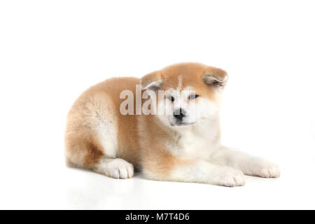 Junge Acita - Schäferhund Welpe Hund Stockfoto