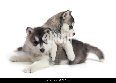 Cute Puppy Siberian husky Stockfoto