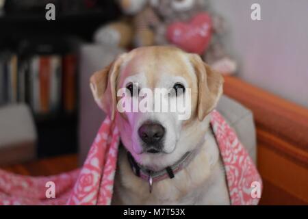 Weißer Labrador Retriever Hund in der rosa Decke Stockfoto