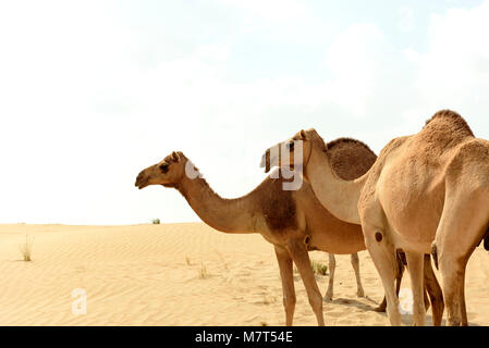 Kamele in arabischen Sandwüste Stockfoto