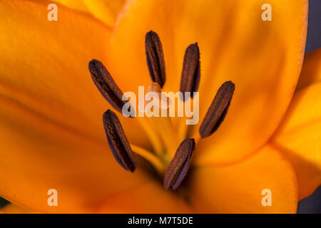 Orange Lilie Blume, Blüte lily Schönen Blumenstrauß Stockfoto