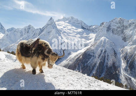 Spotty yak steht auf dem Berg vor dem Hintergrund des kaukasischen Berge, Winter Dombai auf einem sonnigen Tag Stockfoto