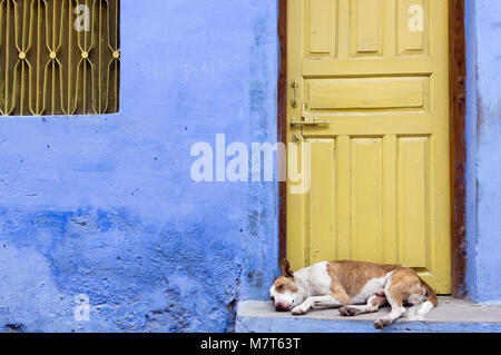 Einsamen Hund liegt vor ein blaues Haus mit einem gelben Tür, Bundi, Rajasthan, Indien. Stockfoto