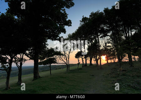 Sommer Sonnenuntergang über Chanctonbury Ring, South Downs National Park, Sussex, England, Großbritannien Stockfoto