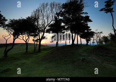 Sommer Sonnenuntergang über Chanctonbury Ring, South Downs National Park, Sussex, England, Großbritannien Stockfoto