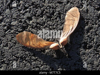 Gefallenen Samen von einem Baum Bergahorn (Acer pseudoplatanus). Stockfoto