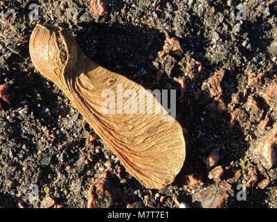 Gefallenen Samen von einem Baum Bergahorn (Acer pseudoplatanus). Stockfoto