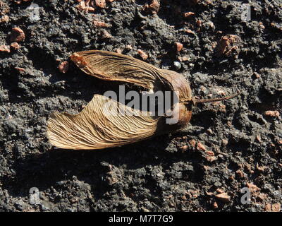 Gefallenen Samen von einem Baum Bergahorn (Acer pseudoplatanus). Stockfoto