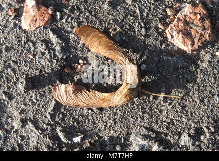 Gefallenen Samen von einem Baum Bergahorn (Acer pseudoplatanus). Stockfoto