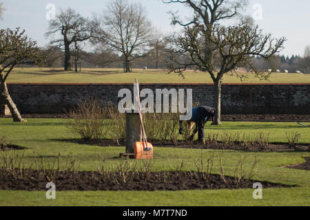Frau Gärtner gebogen über Beschneidung Rosenbusch im frühen Frühjahr Stockfoto