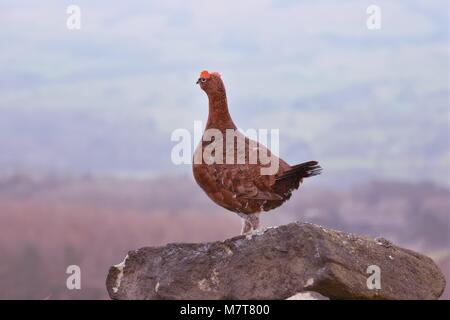 Auerhahn in Yorkshire Moors suchen Stockfoto