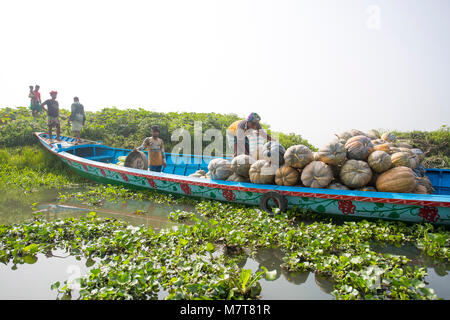 Kürbisse sind Laden auf dem Boot bei Arial Beel, Munshigonj, Bangladesch. Stockfoto