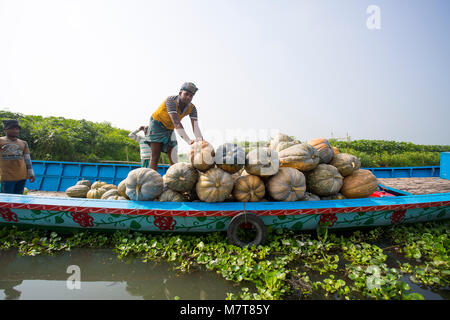 Kürbisse sind Laden auf dem Boot bei Arial Beel, Munshigonj, Bangladesch. Stockfoto