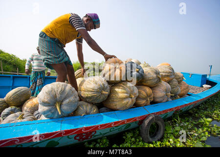 Kürbisse sind Laden auf dem Boot bei Arial Beel, Munshigonj, Bangladesch. Stockfoto