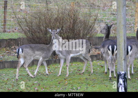 Junge Sika deer Cervus Nippon stehend auf Rasen im Garten in der Nähe von Lager Vieh Maschendrahtzaun woodland Die doward Herefordshire England Stockfoto