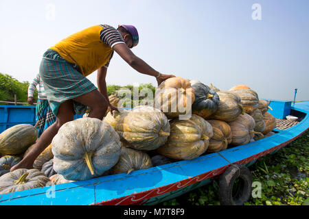 Kürbisse sind Laden auf dem Boot bei Arial Beel, Munshigonj, Bangladesch. Stockfoto