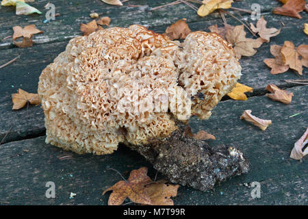 Blumenkohl Pilz, sparassis crispa, sparassidaceae Stockfoto