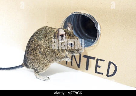 Kleine Australische home Haustier Degu. Auf weissem Hintergrund. Stockfoto