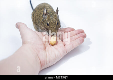 Kleine Australische home Haustier Degu. Auf weissem Hintergrund. Stockfoto
