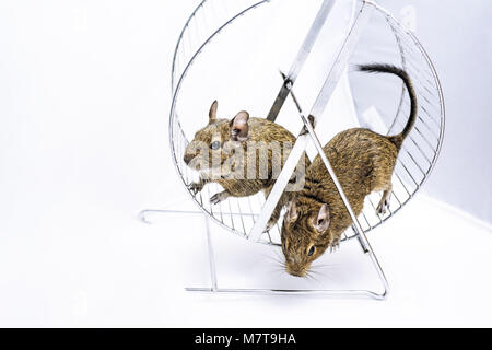 Kleine Australische home Haustier Degu. Auf weissem Hintergrund. Stockfoto