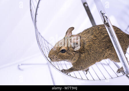 Kleine Australische home Haustier Degu. Auf weissem Hintergrund. Stockfoto